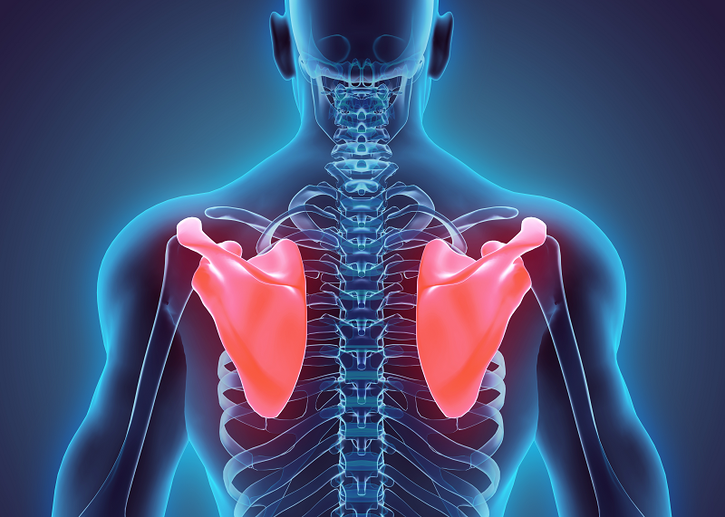 肩甲骨 | なかた筋整復院